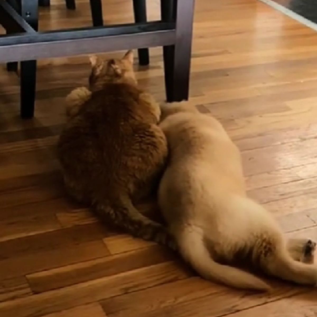 two cats lying on the floor