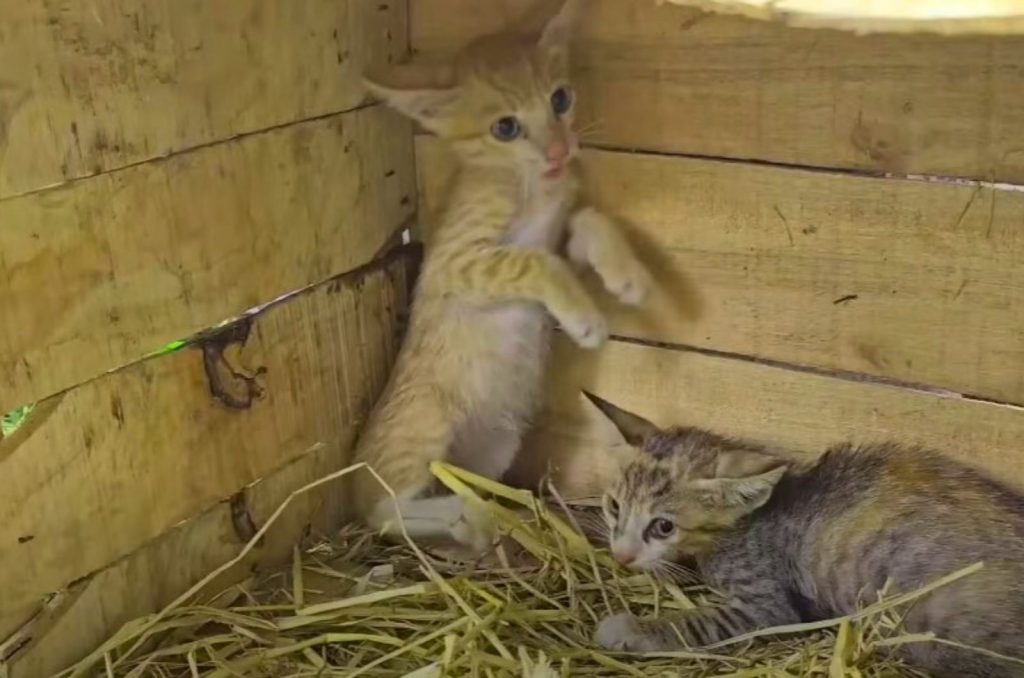 two cute kittens scared