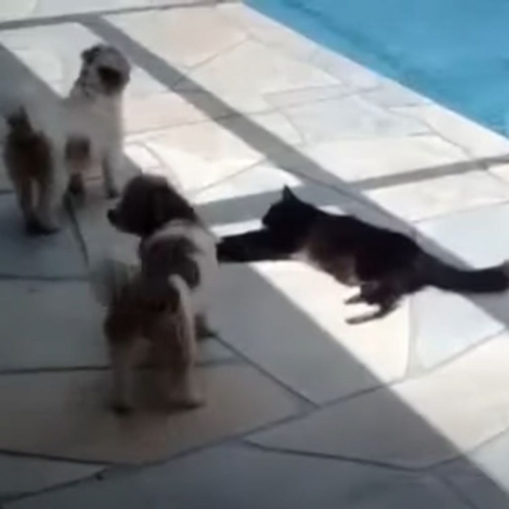 two dogs walk around a cat