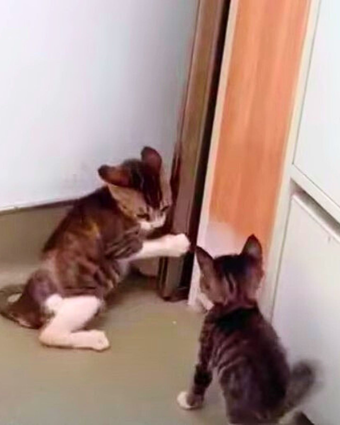 two kittens playing together