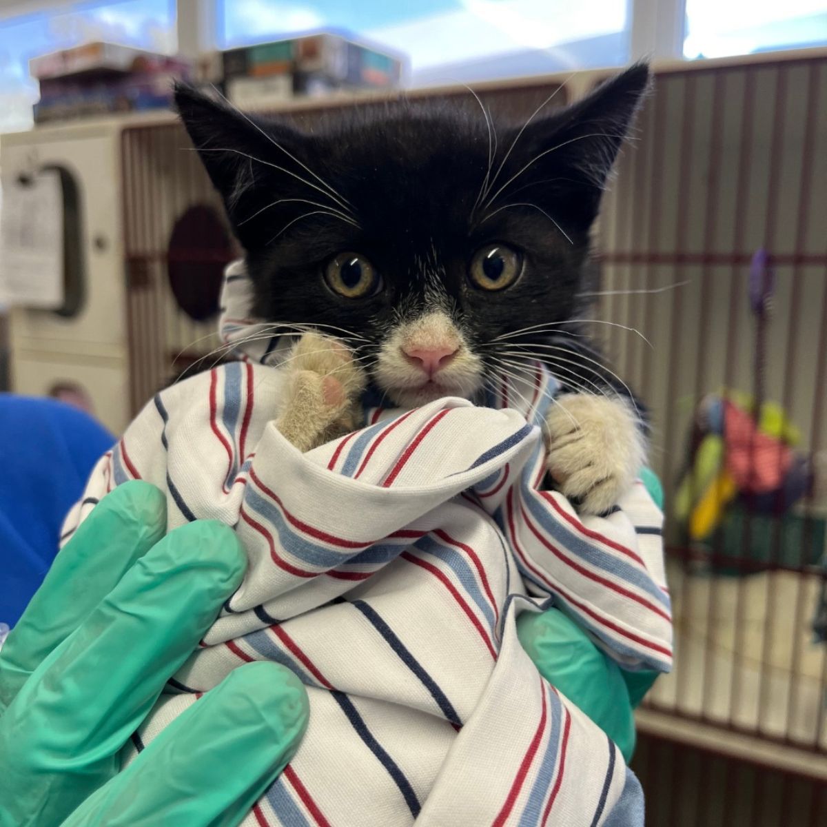 very cute black kitten