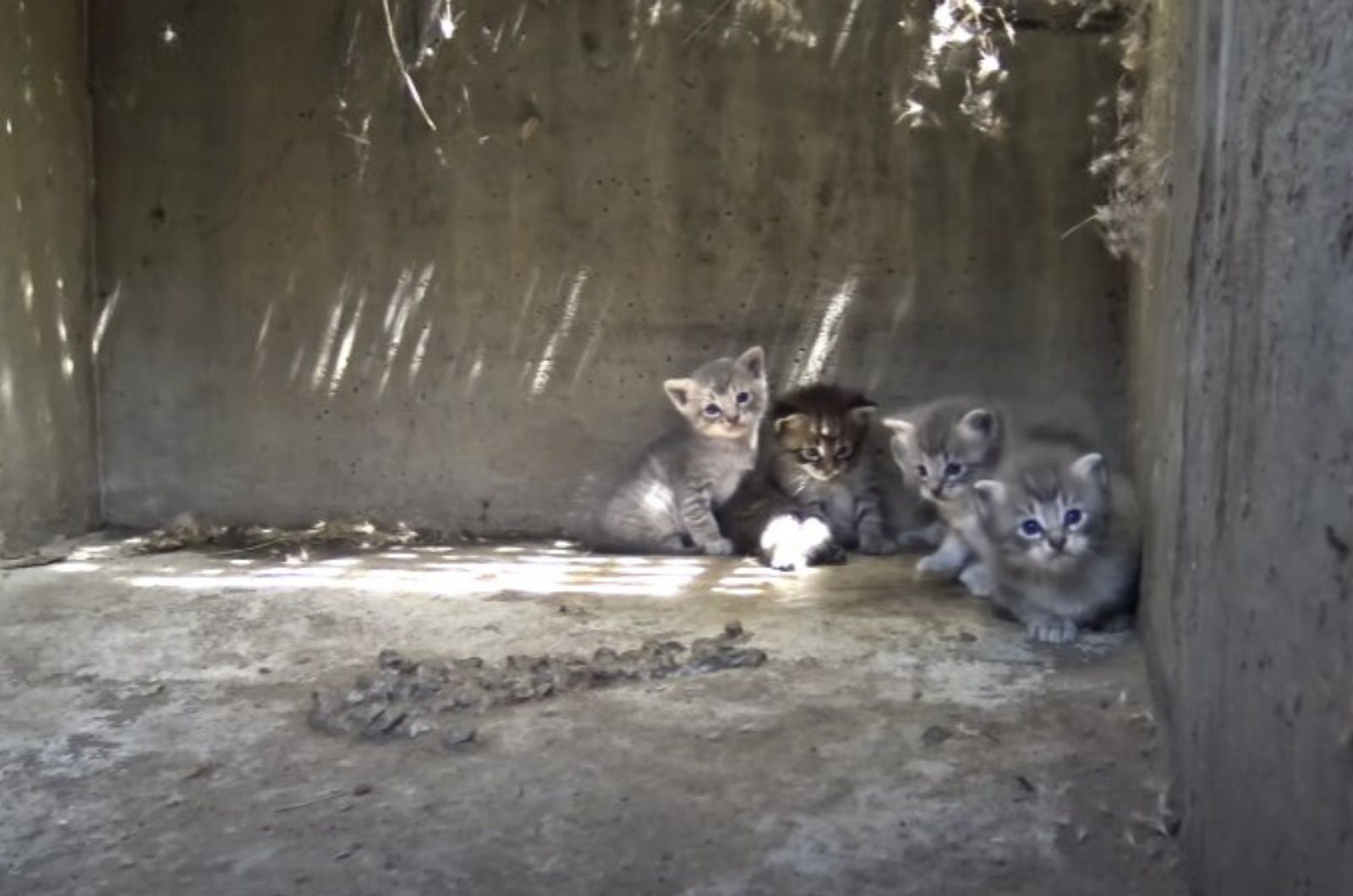 very cute four kittens