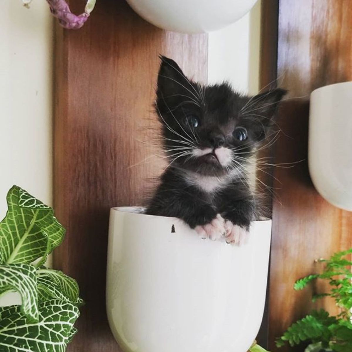 very cute tiny kitten