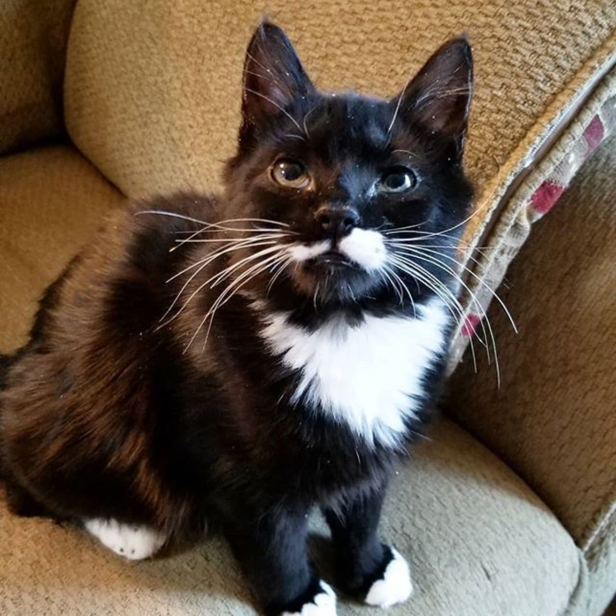 very sweet black and white cat