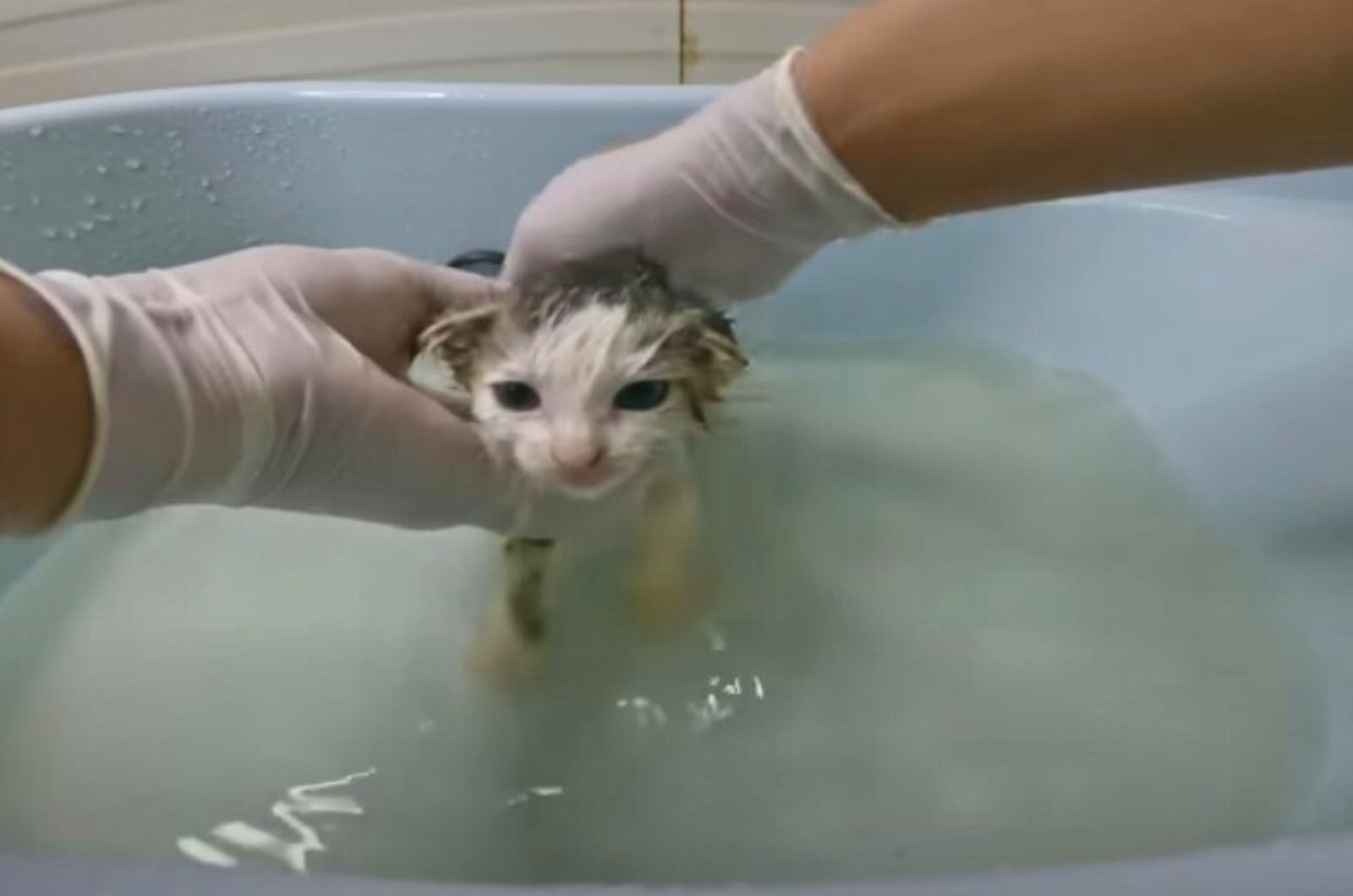 vet bathing a kitten