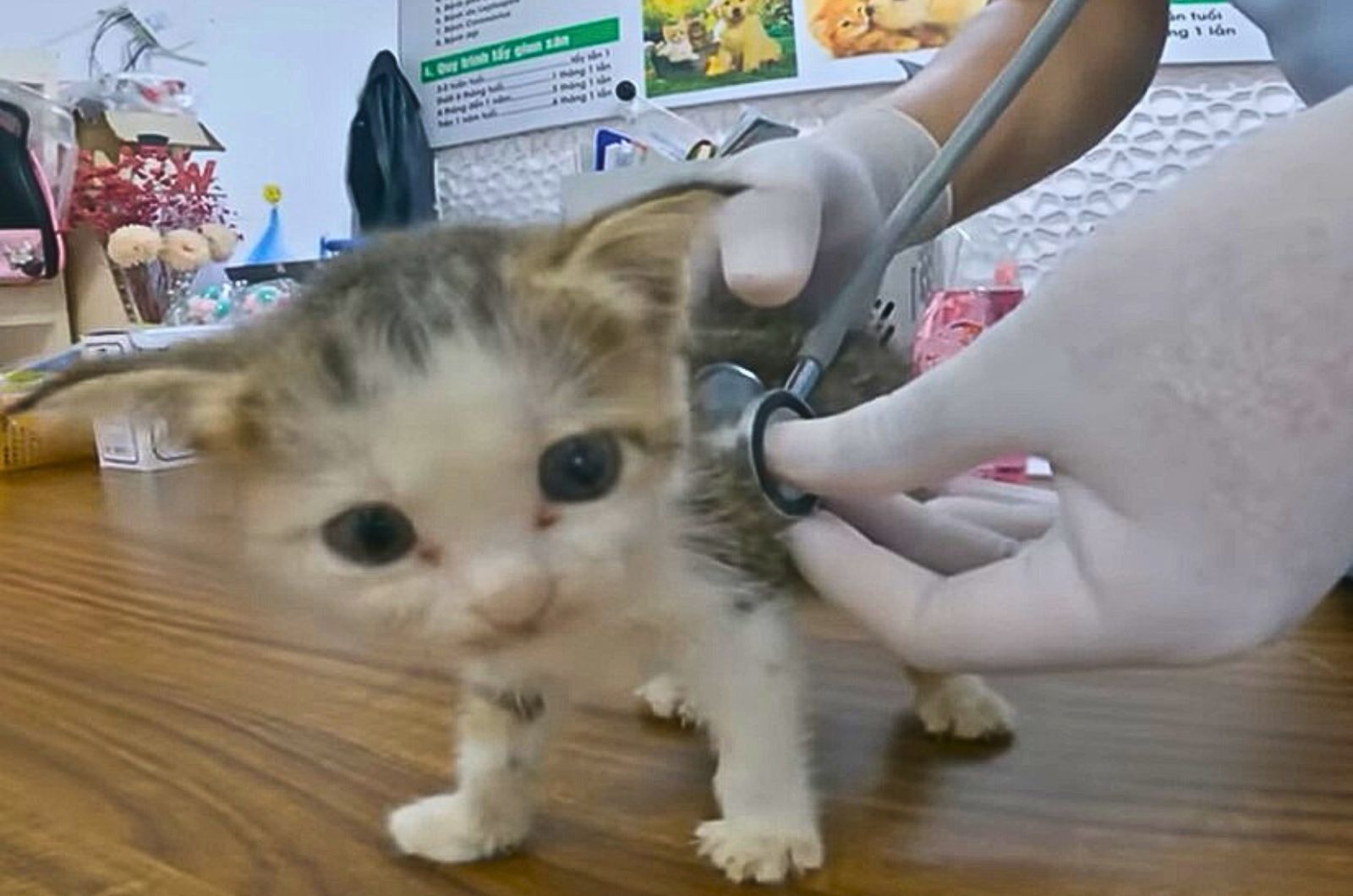 vet checking a stray kitten