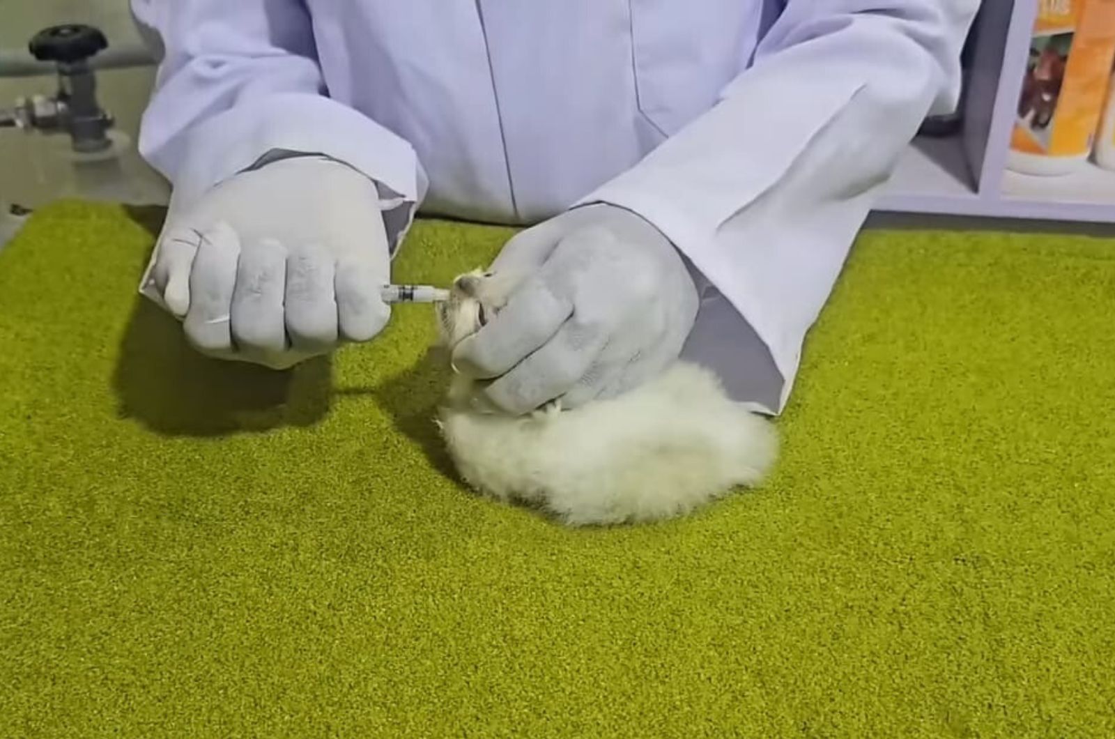 vet examining a kitten