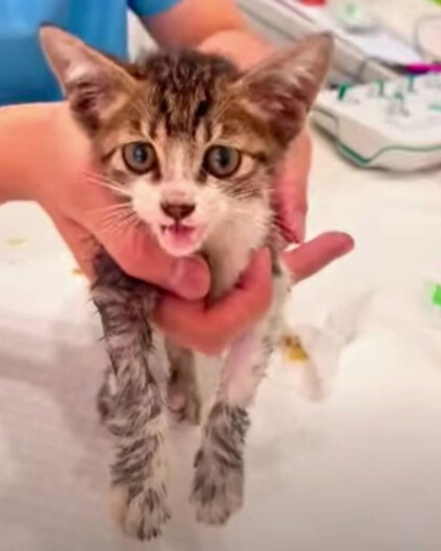 vet holding a kitten