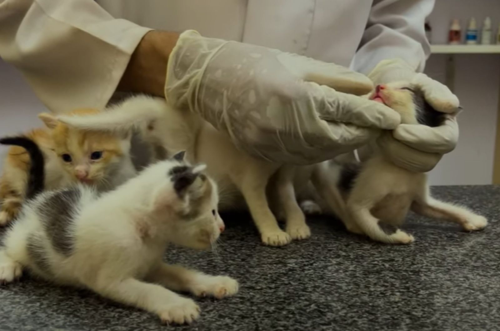 veterinarian checking kittens