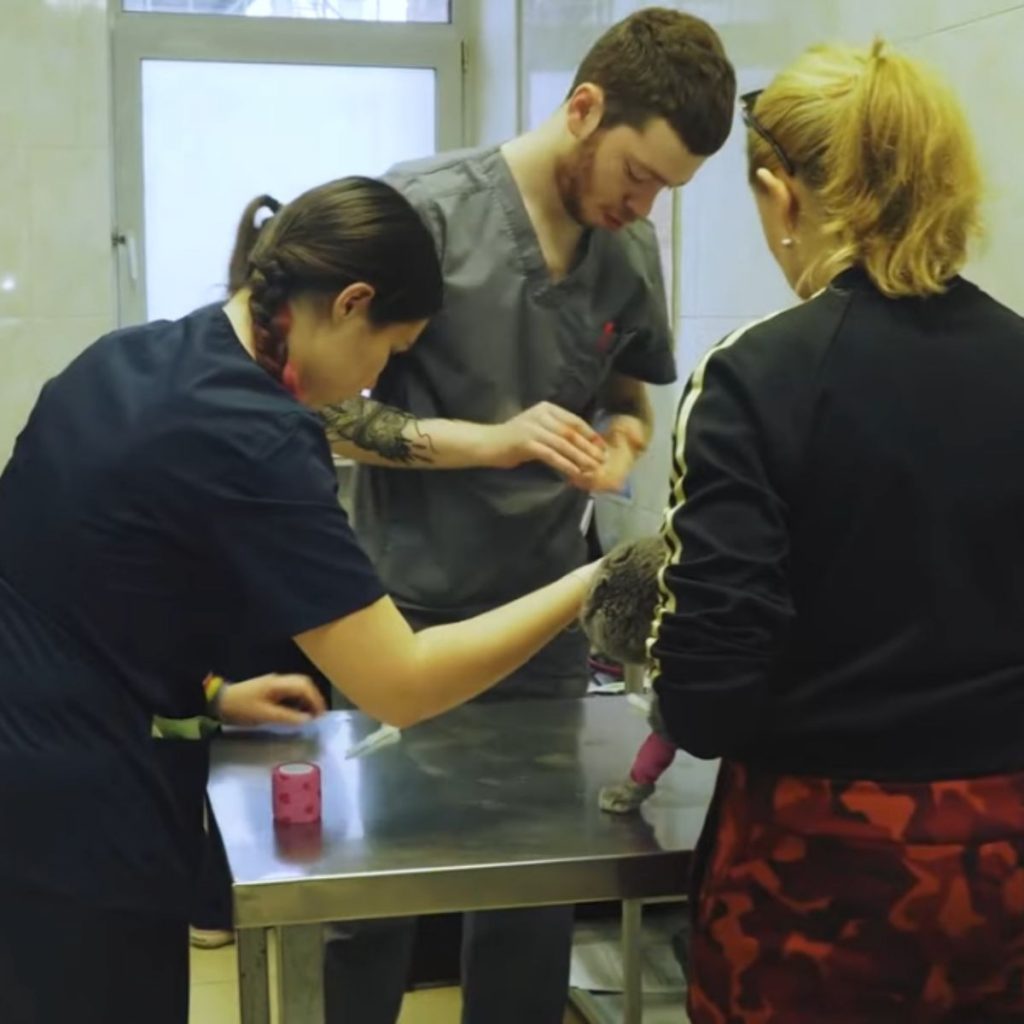 veterinarians examine the cat