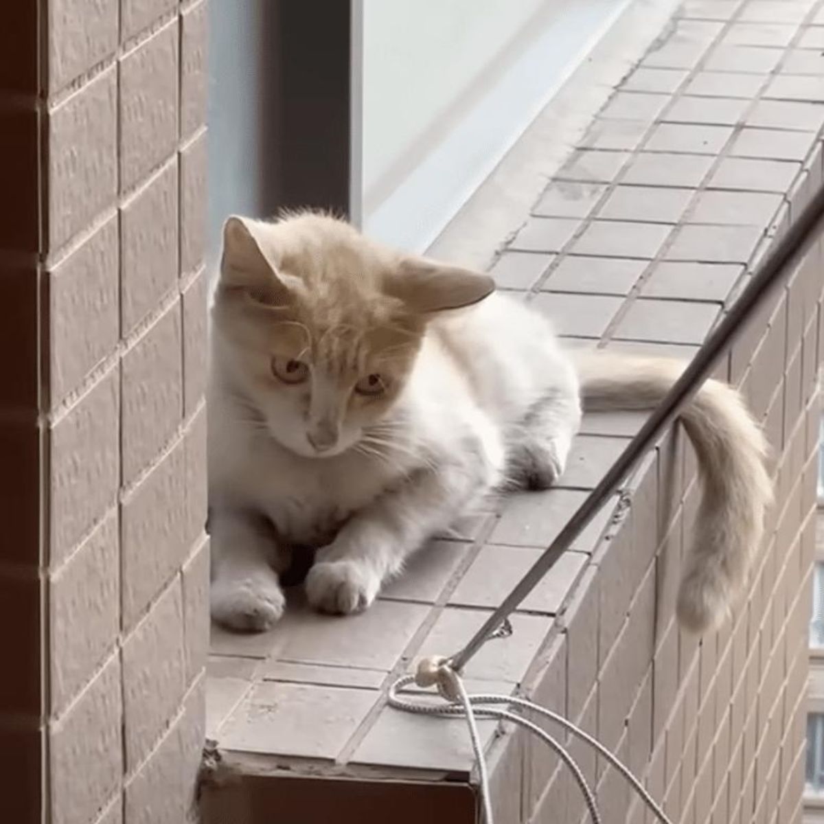 white cat on a ledge of building