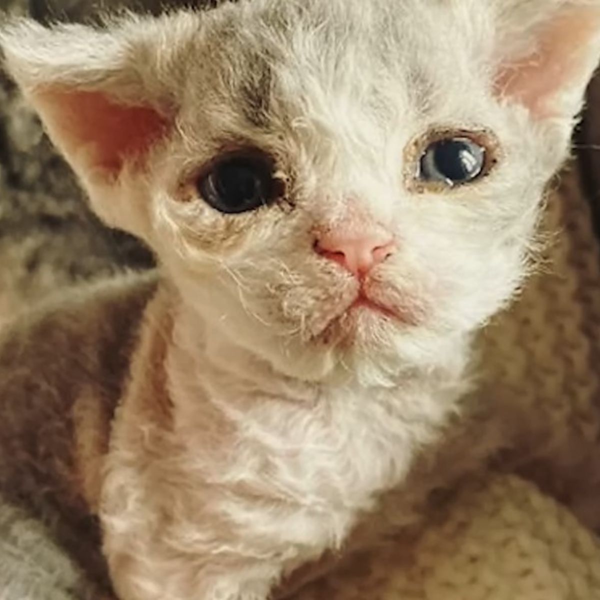 white kitten with blue eyes