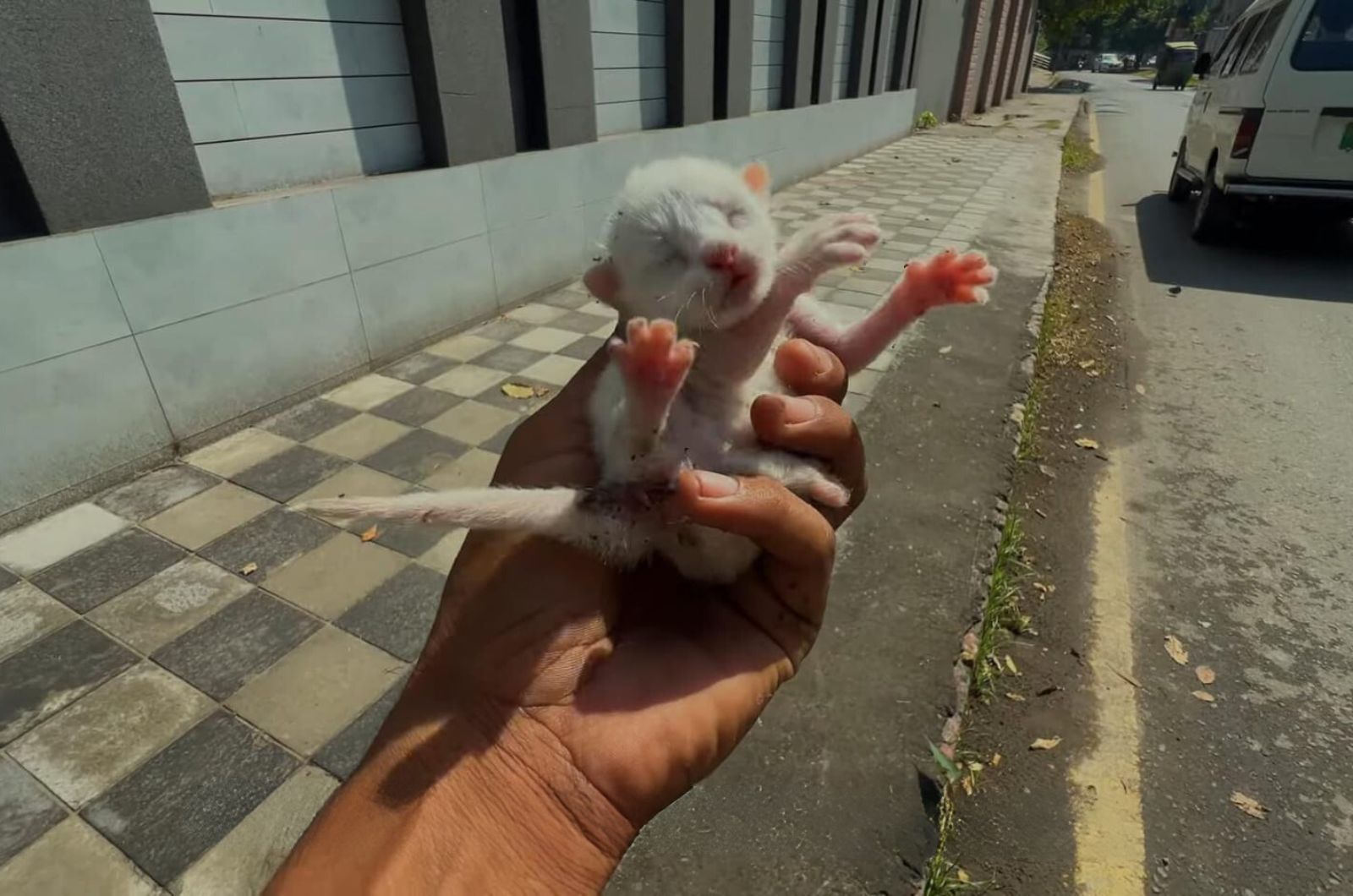 white newborn kitten