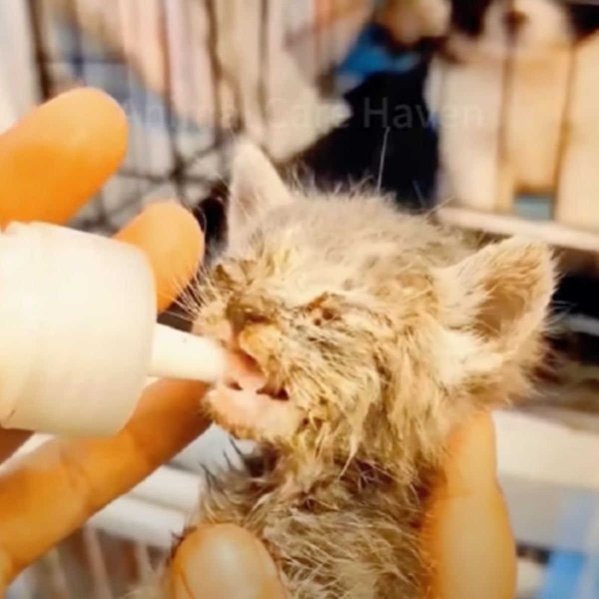 woman feeding injured kitten