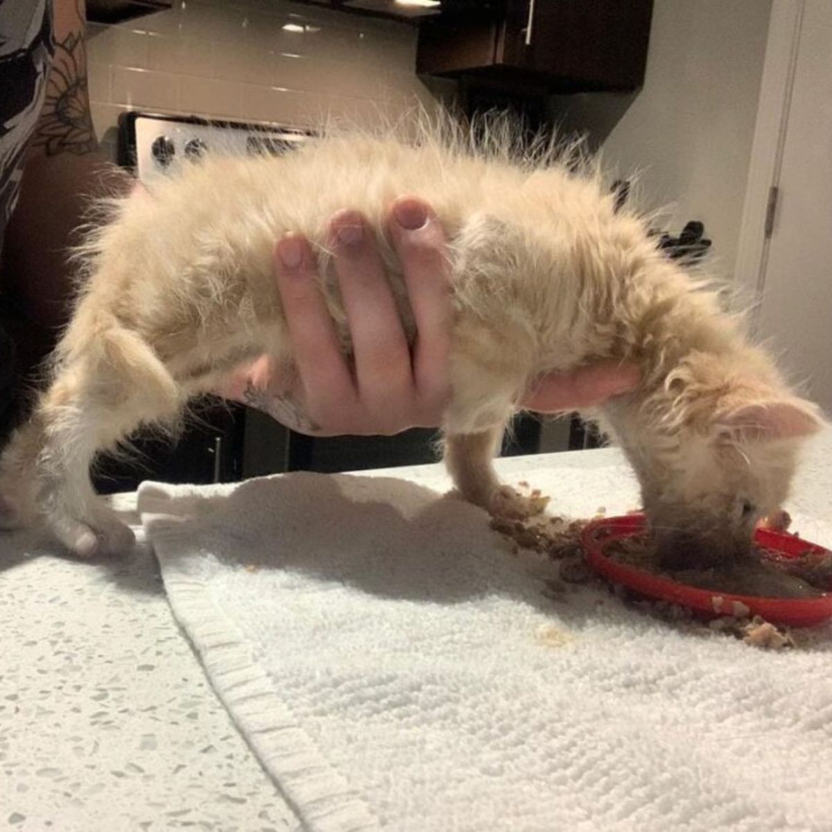 woman holding a disabled kitten