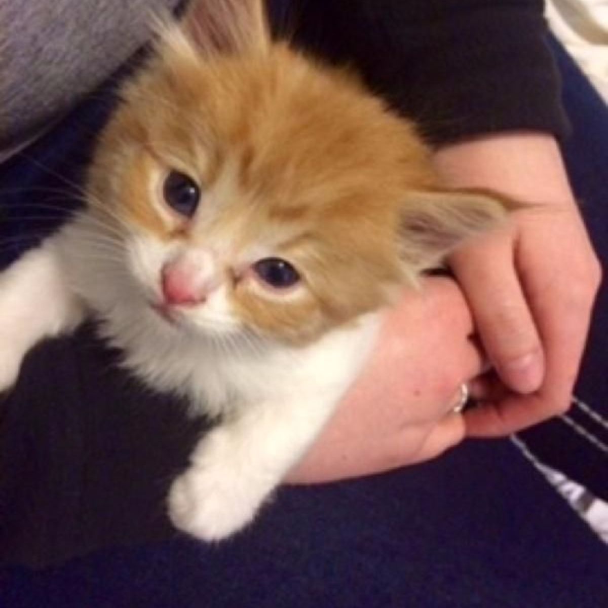 woman holding a ginger kitten