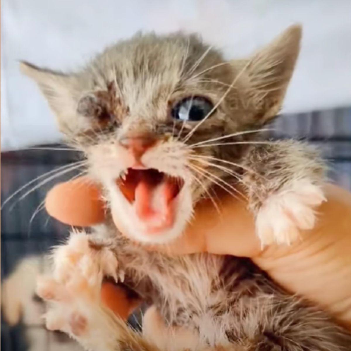 woman holding a happy kitten