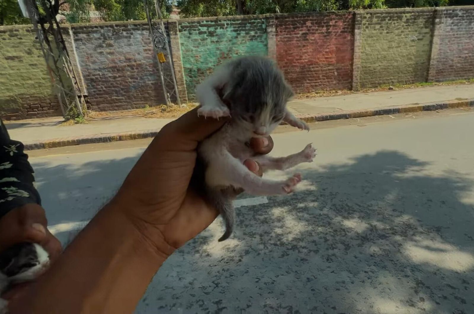 woman holding a newborn kitten