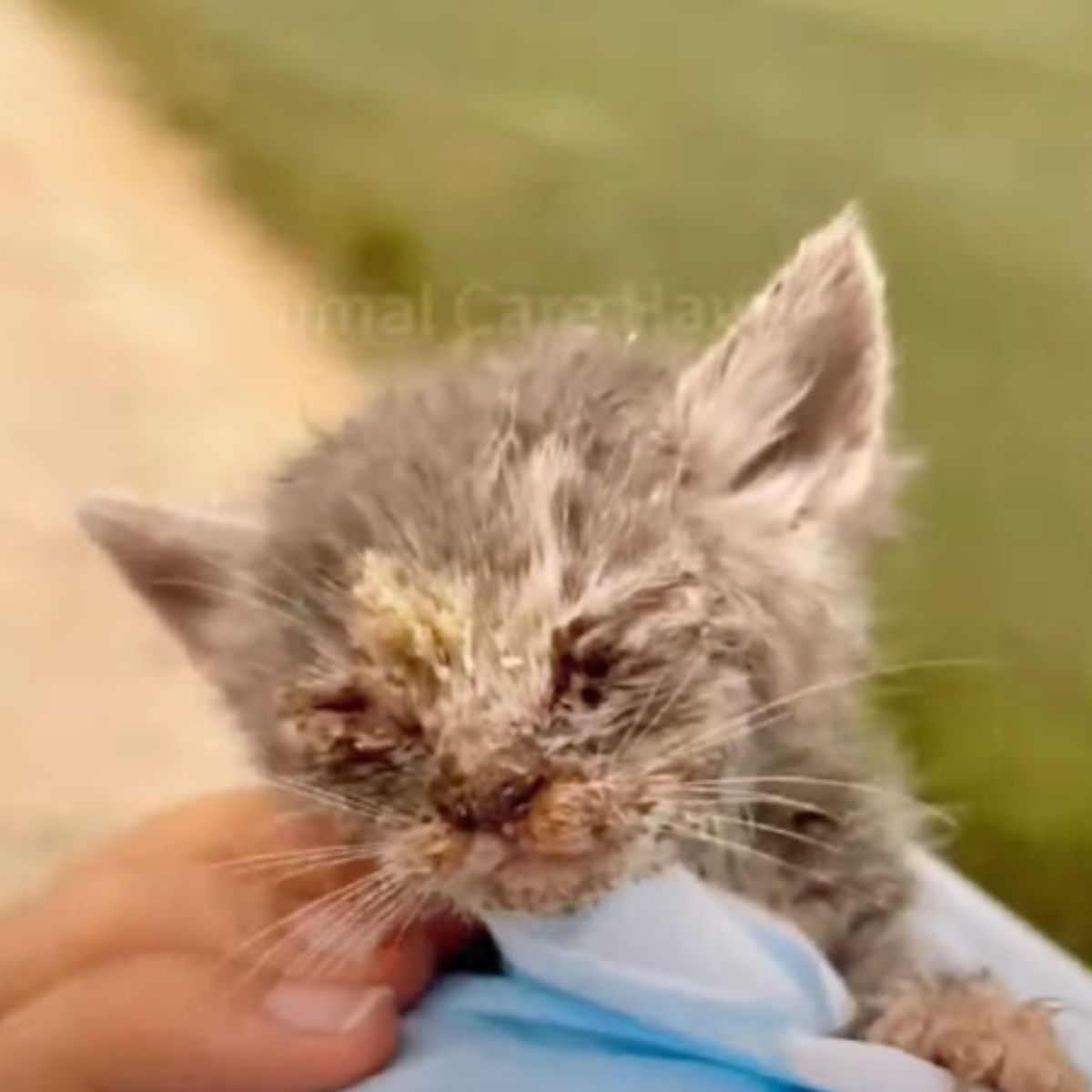 woman holding an injured kitten