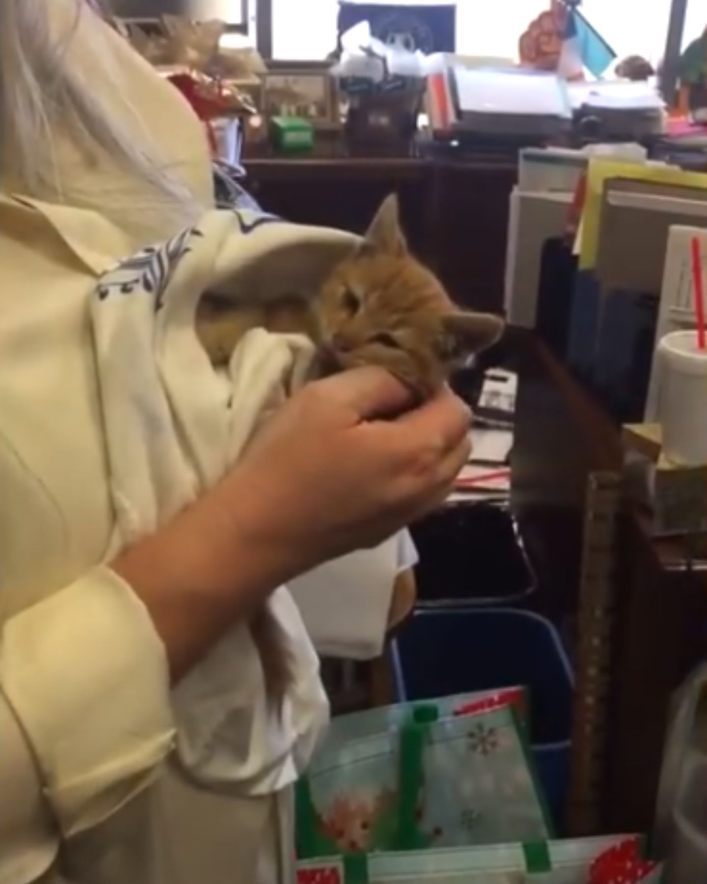 woman petting a cute kitten