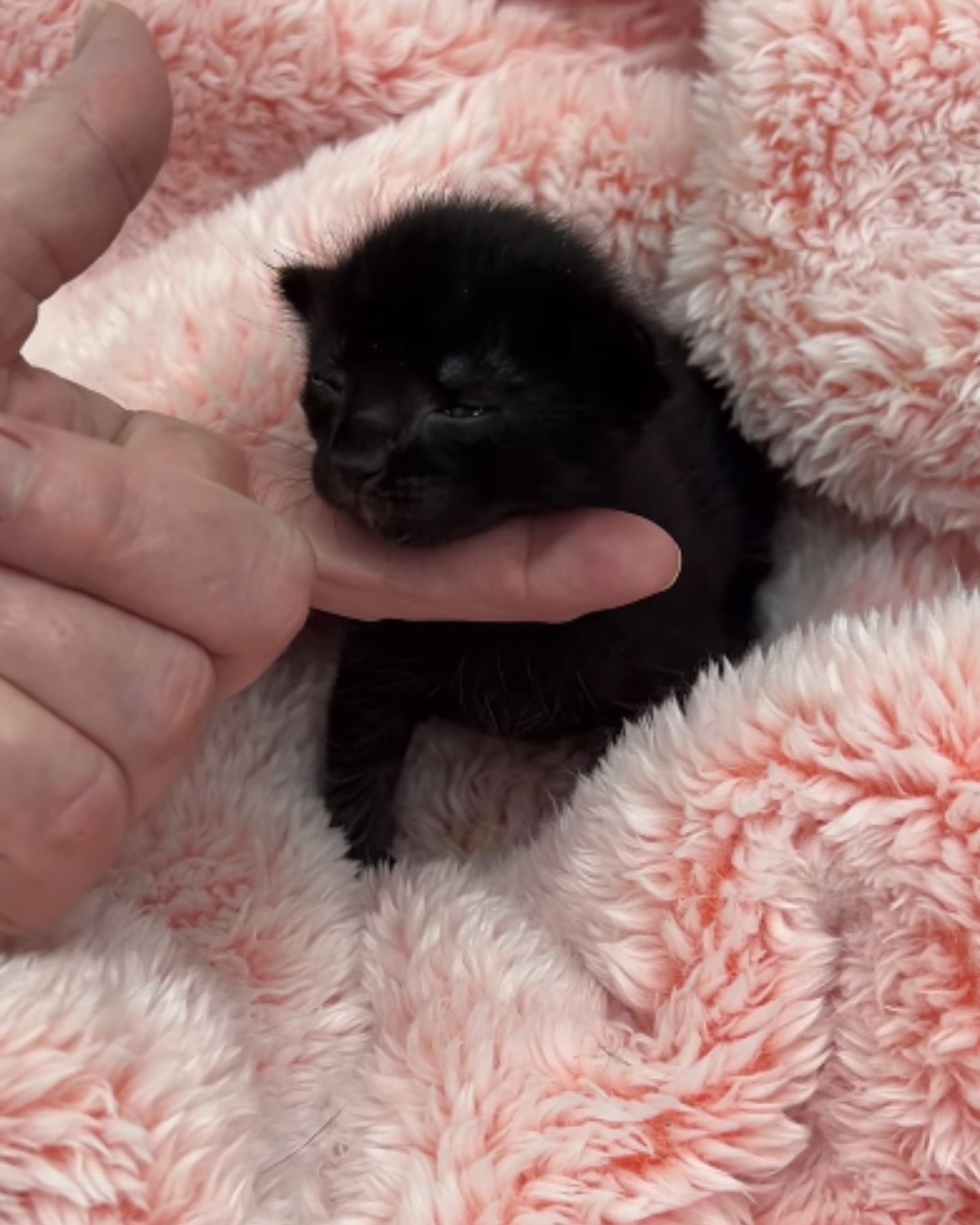 woman playing with newborn kitten