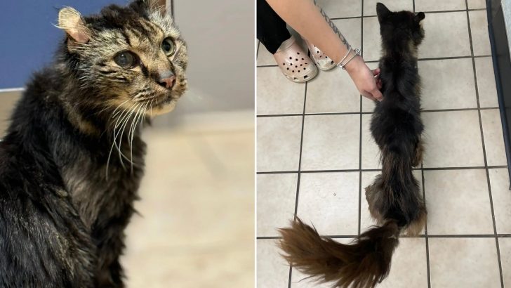 14-Year-Old Stray Cat Runs Up To A Woman’s Car Desperately Begging For Help