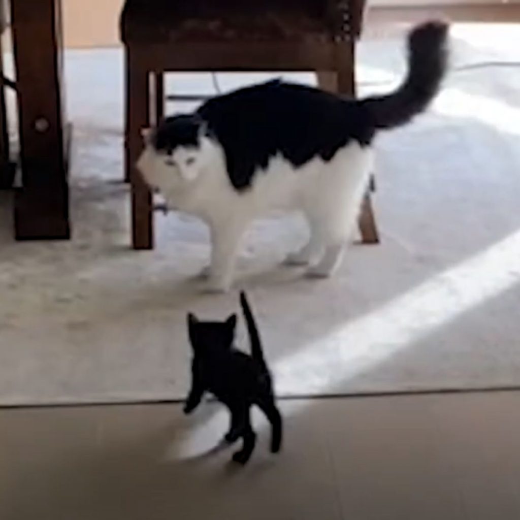 A black kitten approaches a shaggy cat