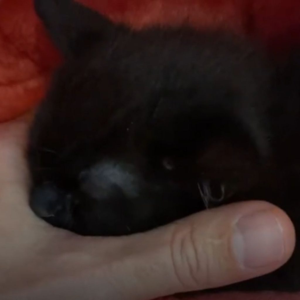 A black kitten bites a man's hand