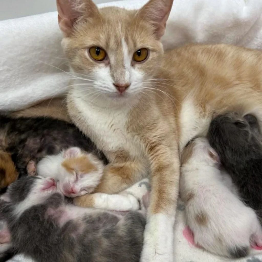 A cat watches over her kittens while they sleep