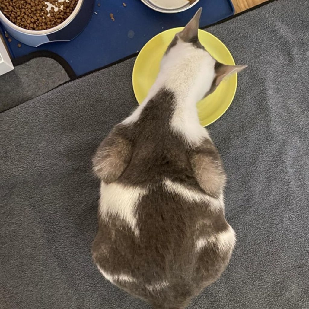 A colorful cat eats from a yellow bowl