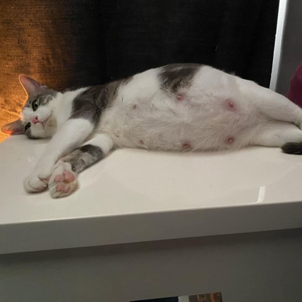 A colorful cat is lying on the table