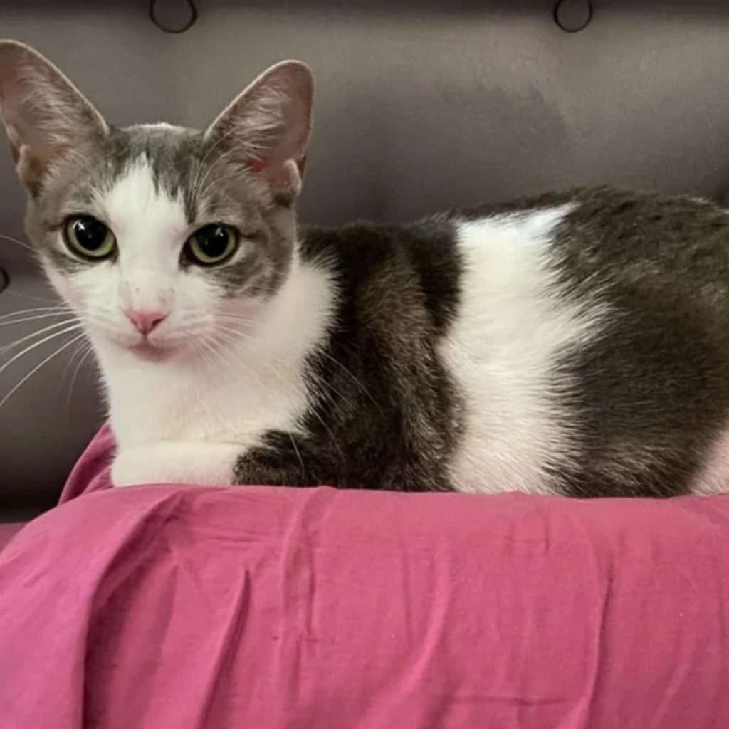 A colorful cat is sitting