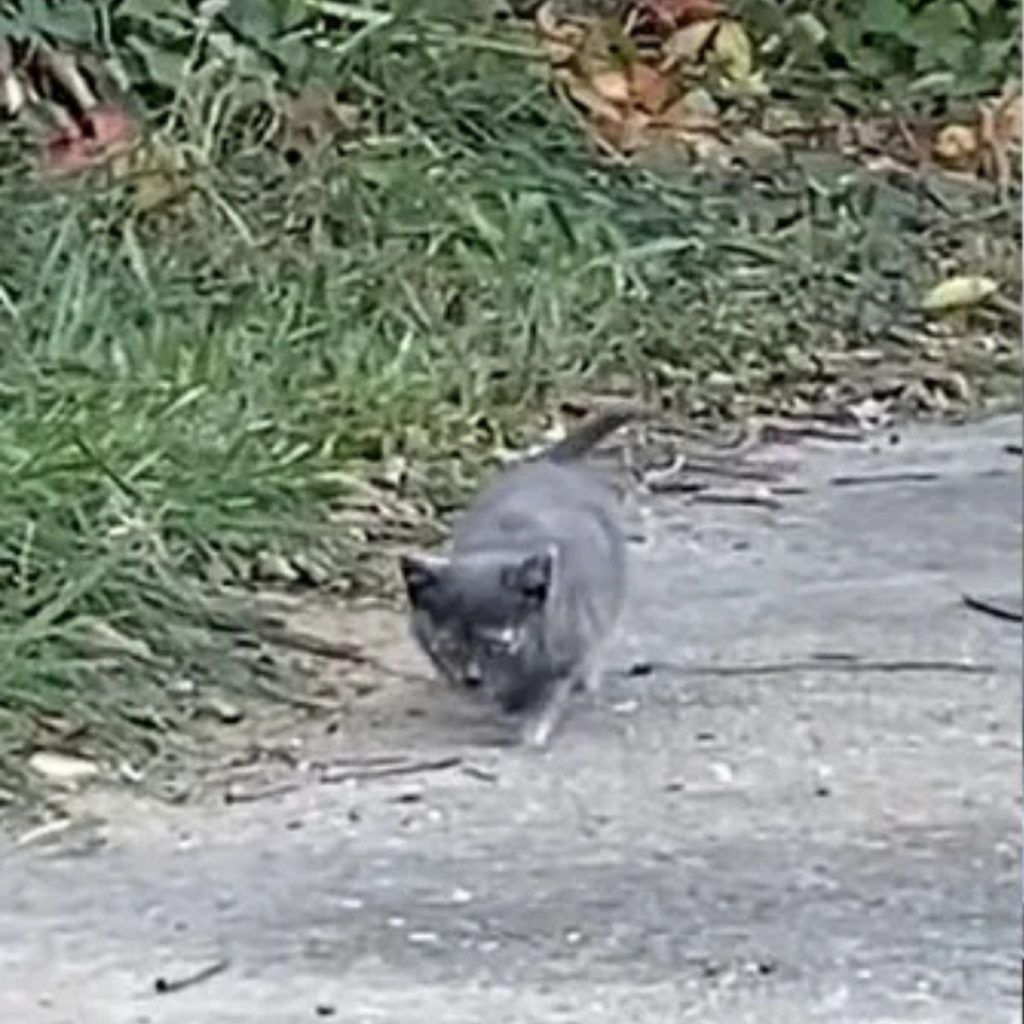 A fat gray kitten is walking down the street