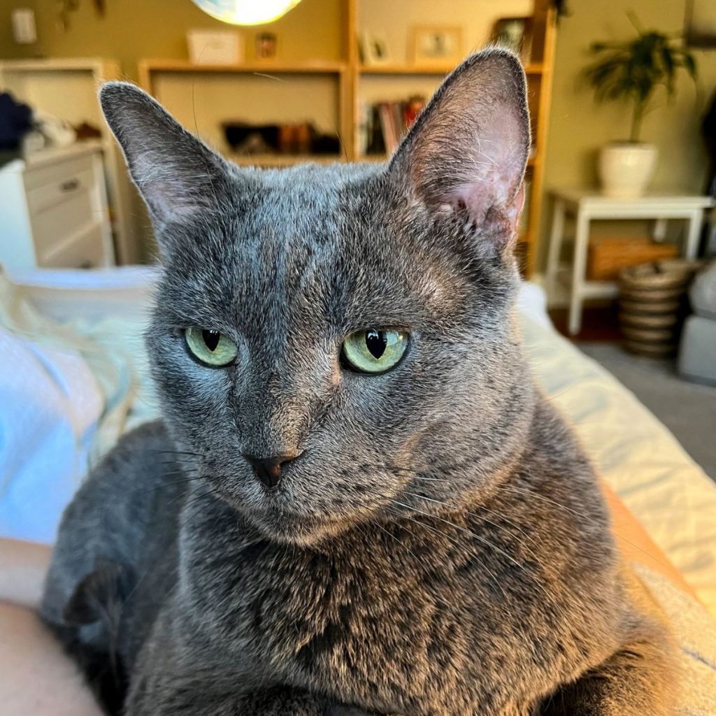 A gray cat sits and looks in front of it.