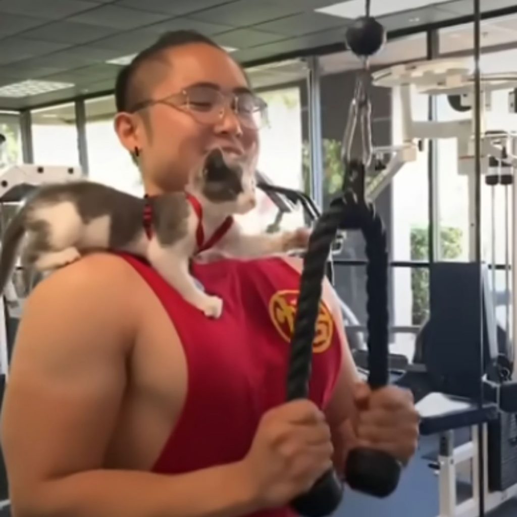 A kitten grabs onto a machine while a man exercises.