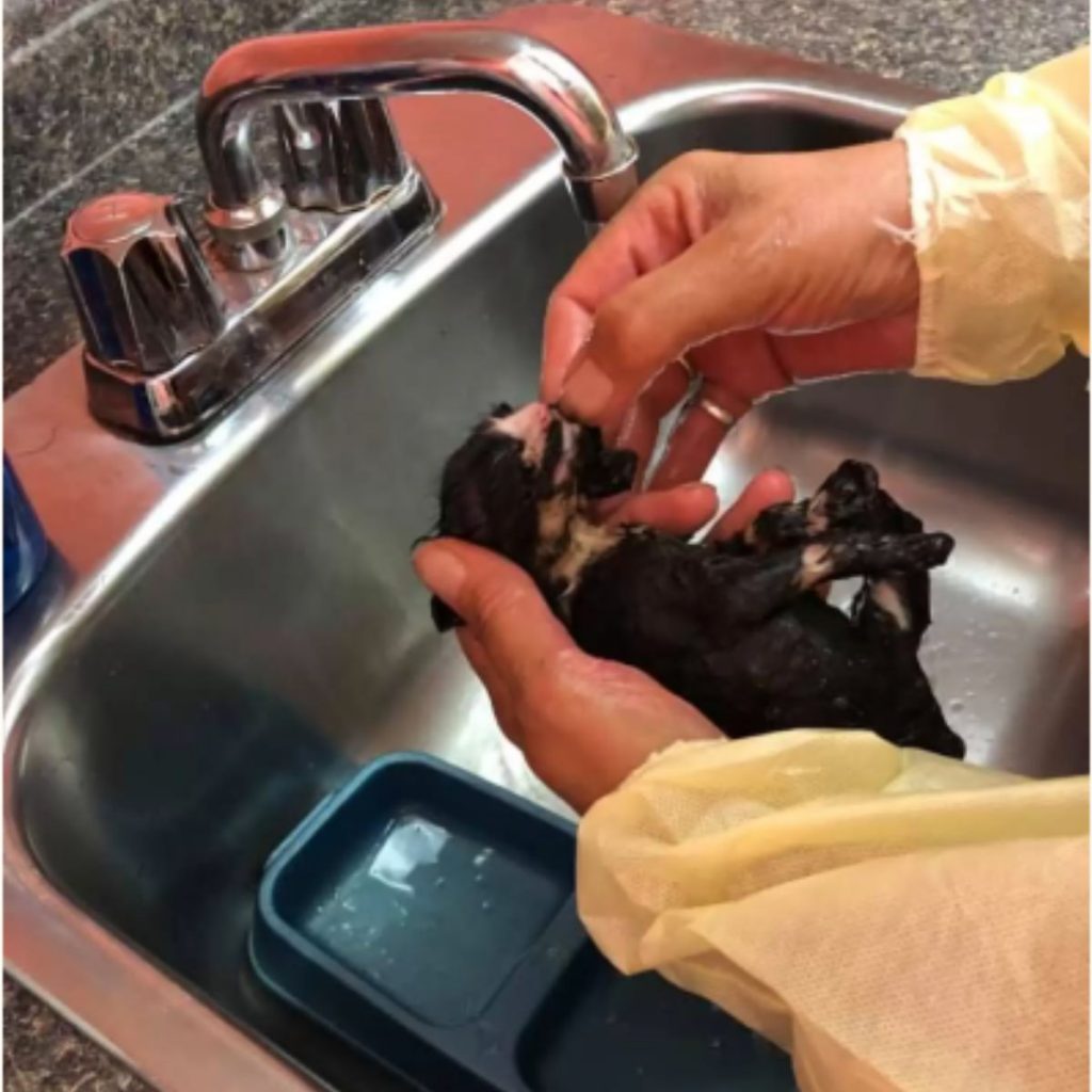 A man cleans a burnt cat