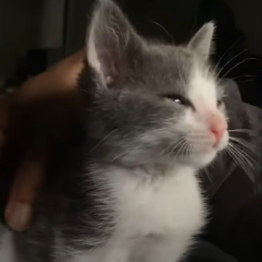 A man is petting a gray-white kitten.