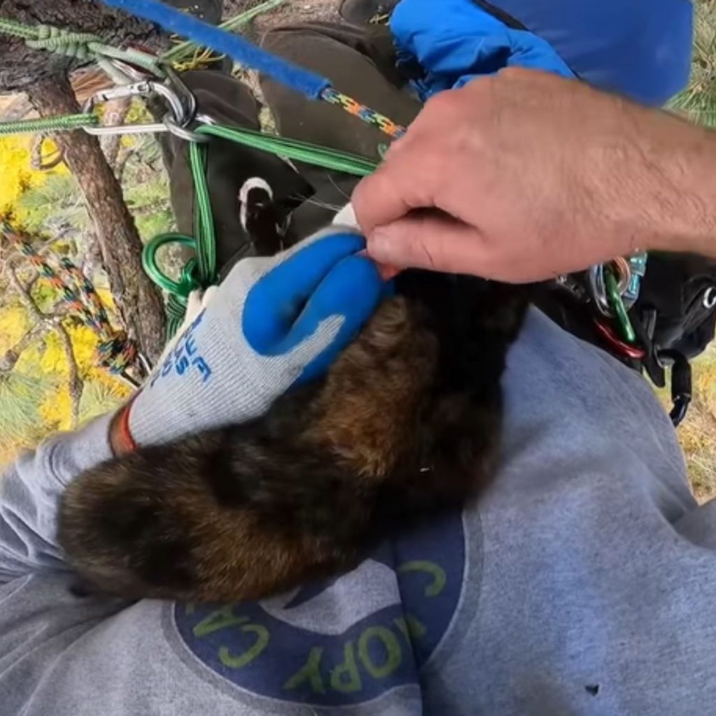 A man ties a cat around his belt.