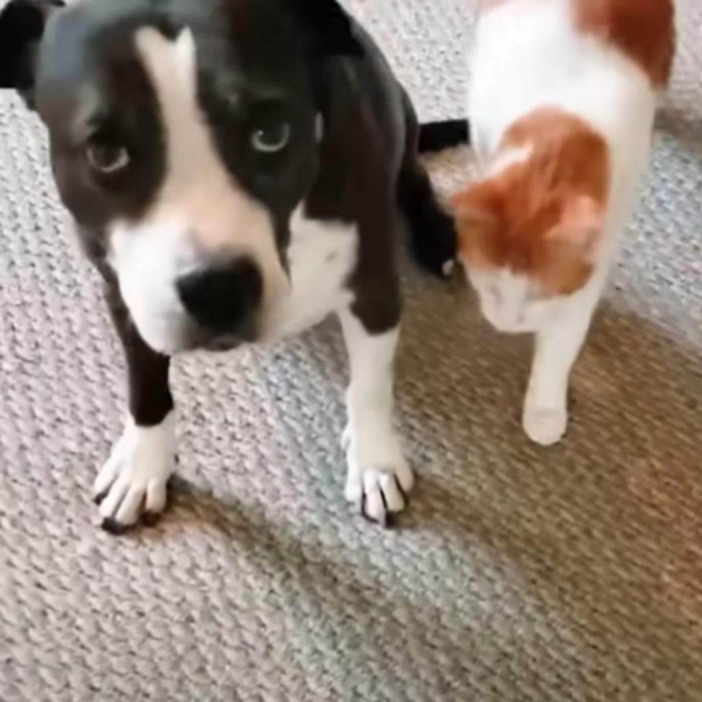 A pit bull and a cat stand next to each other