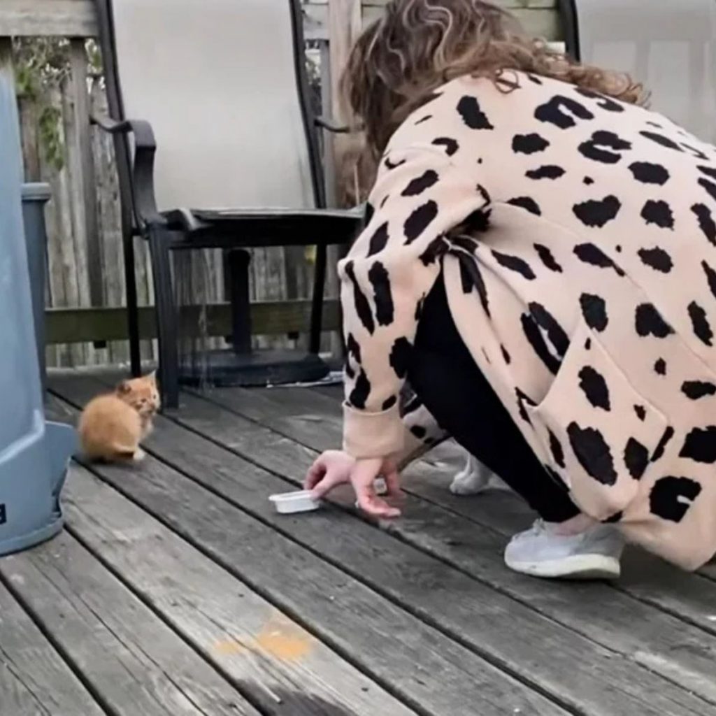 A woman gives food to a yellow kitten