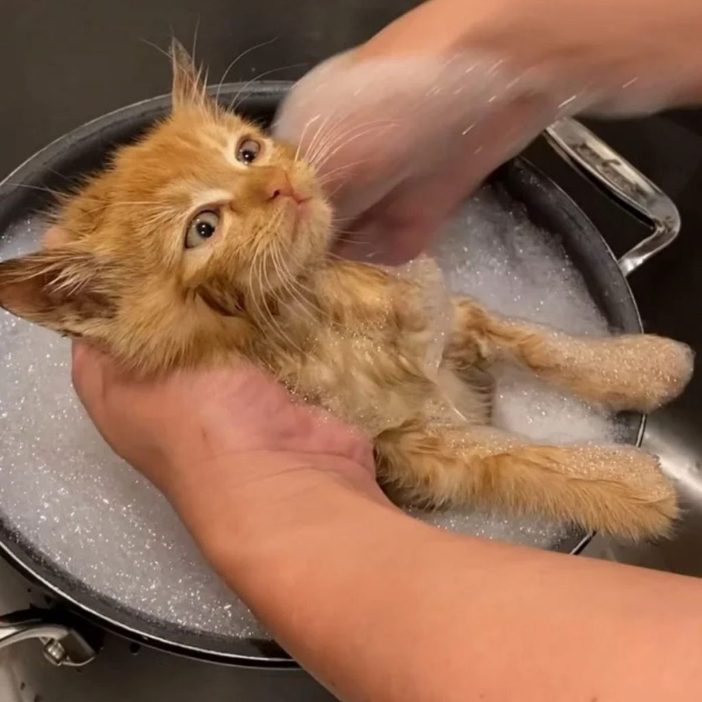 A woman is bathing a yellow kitten in a pot.