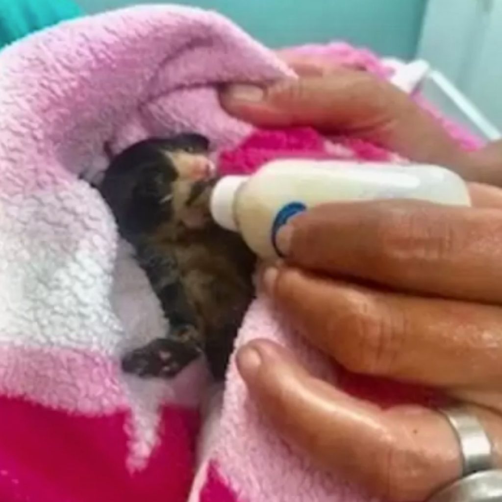 A woman is bottle-feeding a kitten