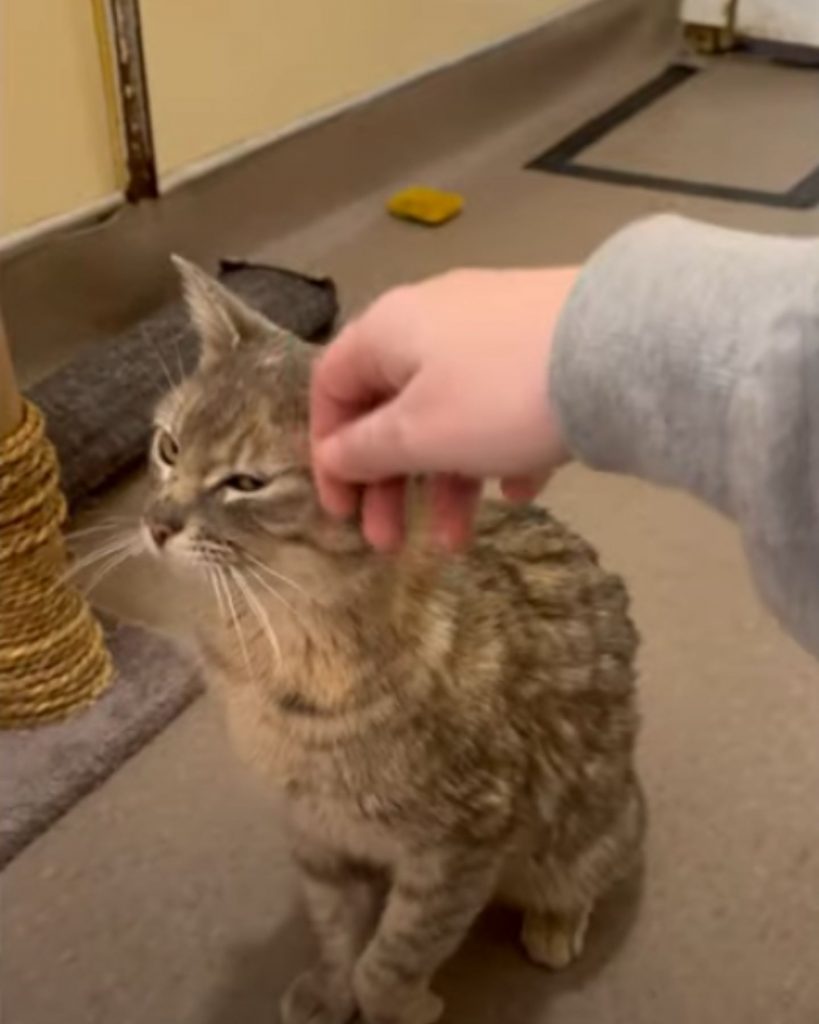 A woman petting a cat while sitting