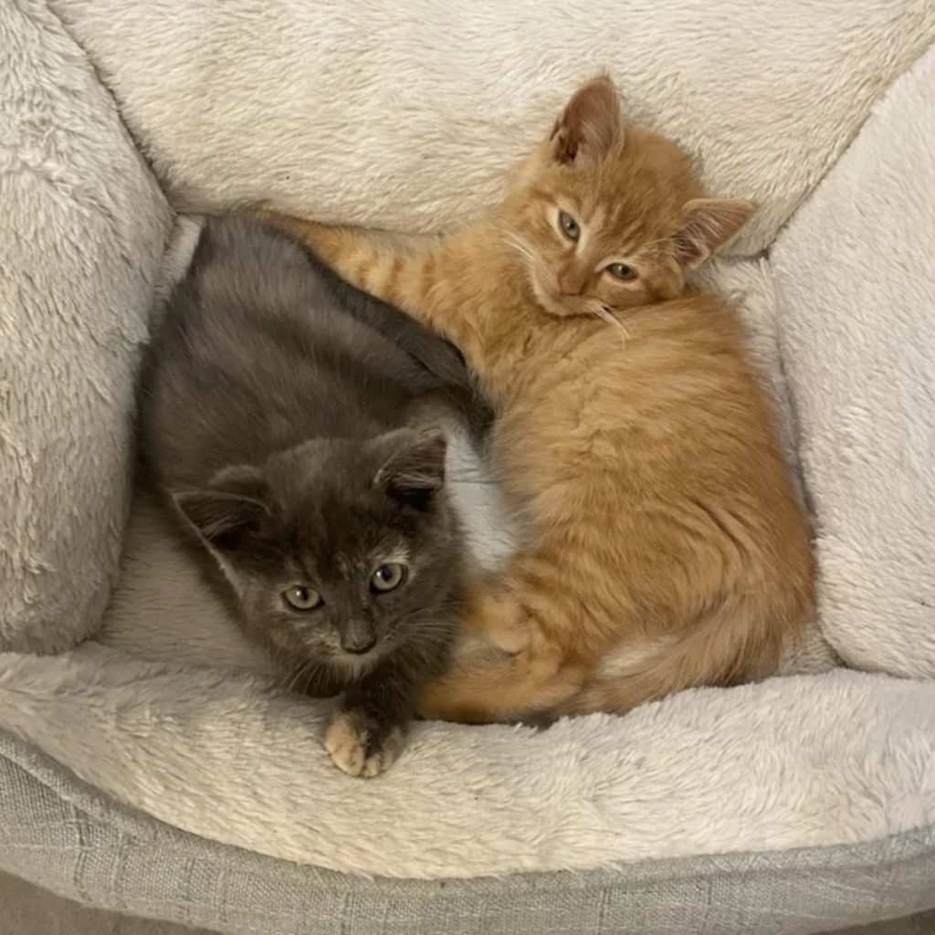 A yellow and gray kitten lie next to each other in their box.