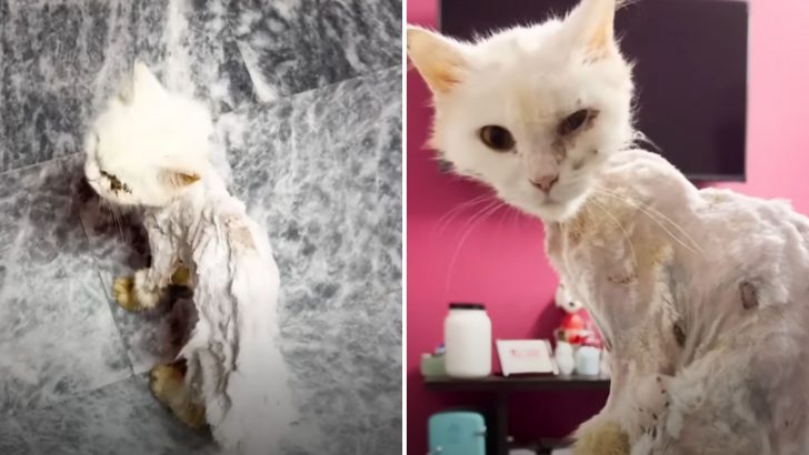 Abandoned By Her Family, Sick Cat Turns Into A Skeleton In Her Struggle To Survive The Streets