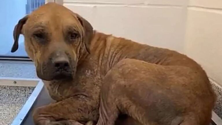 abused dog