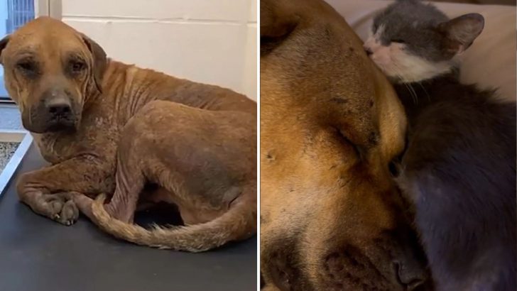 Abused Dog Saved From Euthanasia At Last Minute Finds Healing As Loving Dad To Kittens