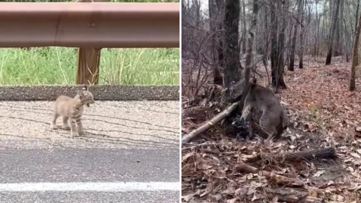 Baby Bobcat Cries For Help And Leads Humans To Help His Trapped Mom