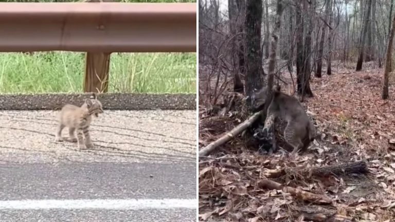 Baby Bobcat Cries For Help