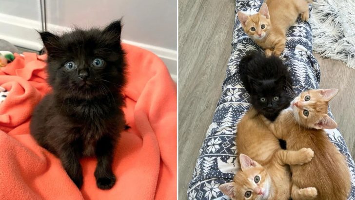 Black Kitten Found In Car’s Engine Compartment Gets Adopted By Ginger Feline Family